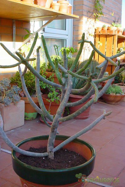 Una foto de Euphorbia cedrorum