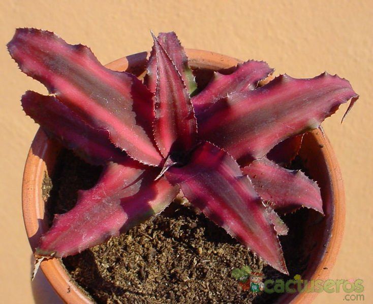 Una foto de Cryptanthus bivittatus