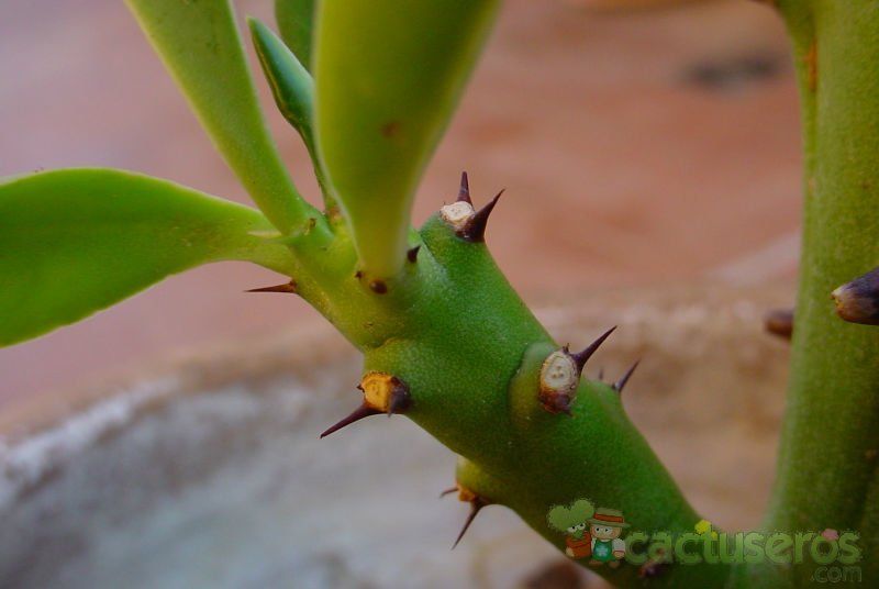 Una foto de Euphorbia caducifolia
