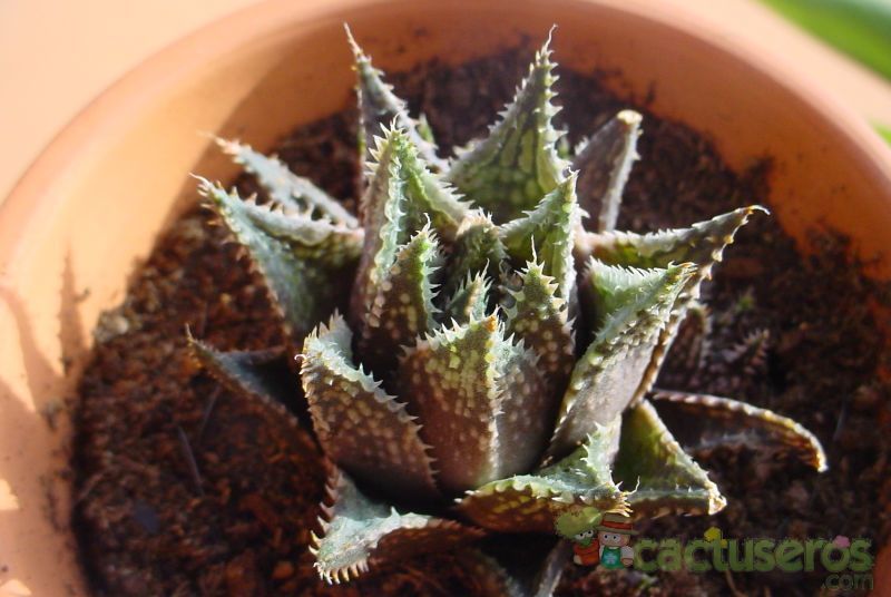 A photo of Haworthia reticulata var. reticulata