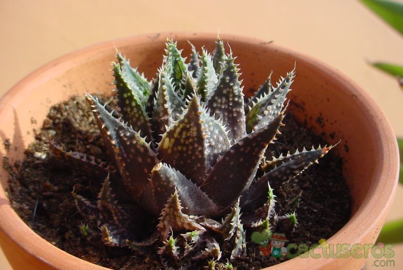 A photo of Haworthia reticulata var. reticulata