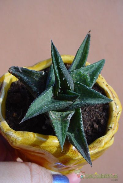 A photo of Haworthia venosa subsp. tessellata