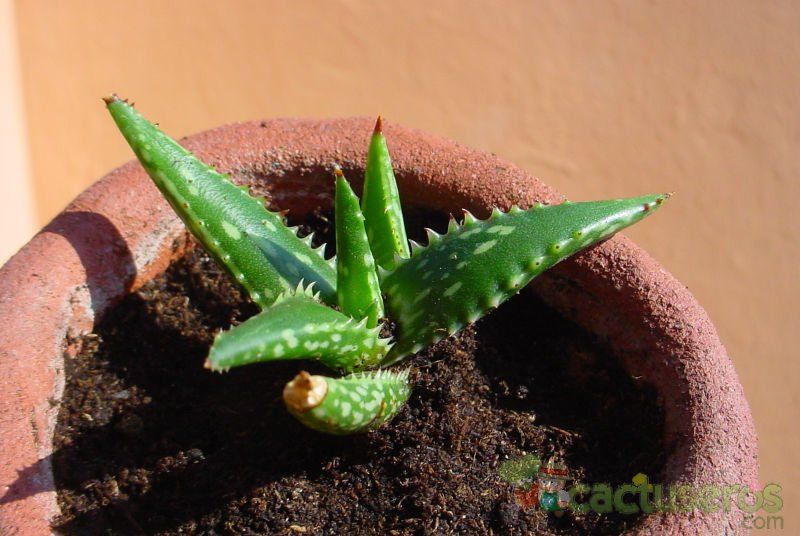 Una foto de Aloe jucunda