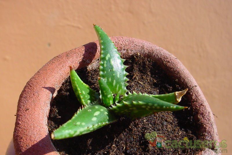 Una foto de Aloe jucunda