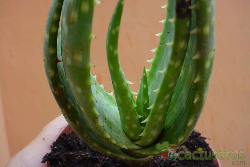 Una foto de Aloe hereroensis  