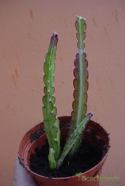 A photo of Lepismium cruciforme