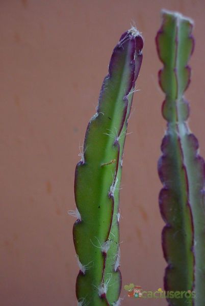 A photo of Lepismium cruciforme