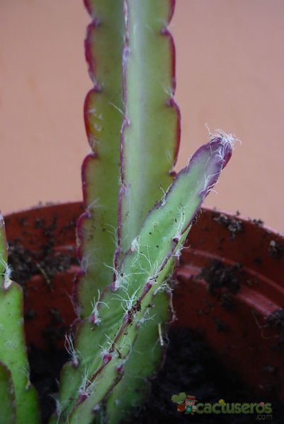 A photo of Lepismium cruciforme