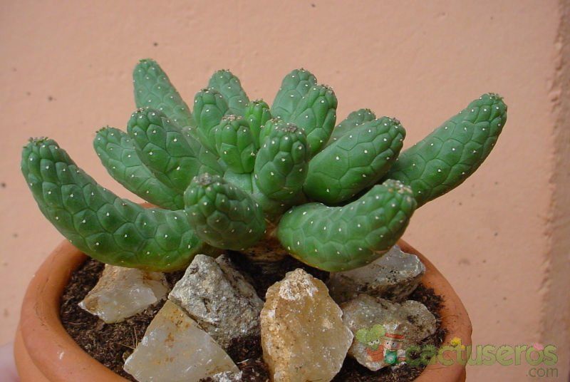 A photo of Euphorbia gorgonis  