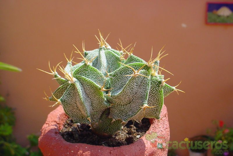 A photo of Astrophytum ornatum