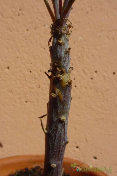 Una foto de Kleinia neriifolia