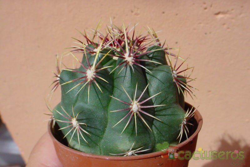Una foto de Thelocactus bicolor ssp. schwarzii