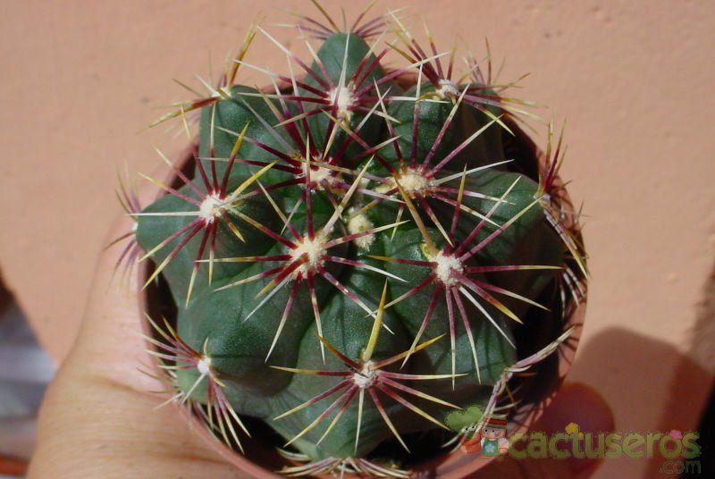 Una foto de Thelocactus bicolor ssp. schwarzii