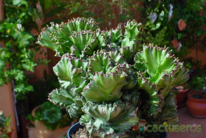 Una foto de Euphorbia lactea fma. crestada variegada
