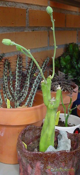 Una foto de Kleinia obesa