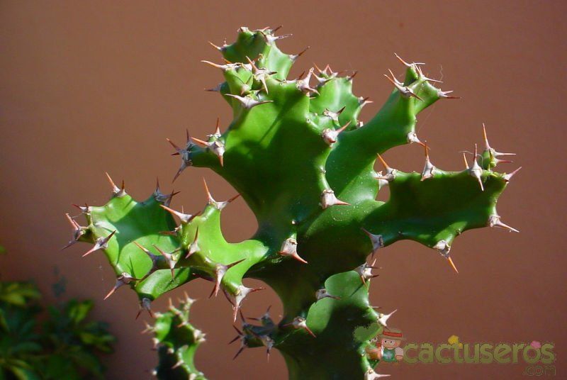 Una foto de Euphorbia tortilis