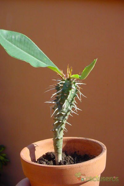 Una foto de Euphorbia viguieri  
