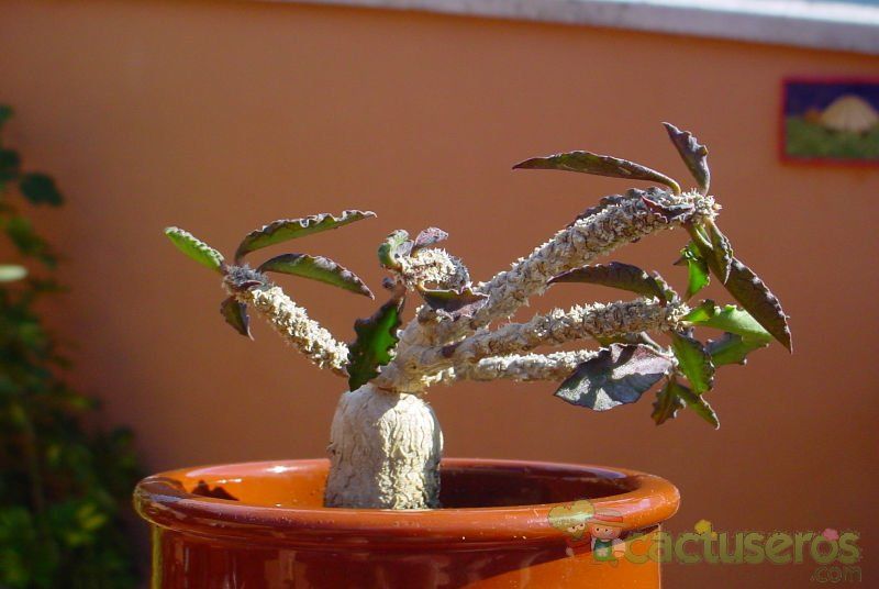 Una foto de Euphorbia ambovombensis  