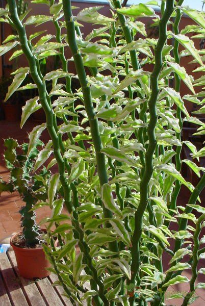 Una foto de Euphorbia tithymaloides