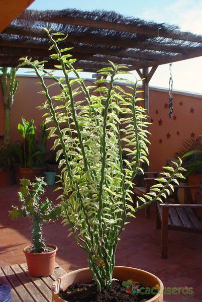 Una foto de Euphorbia tithymaloides
