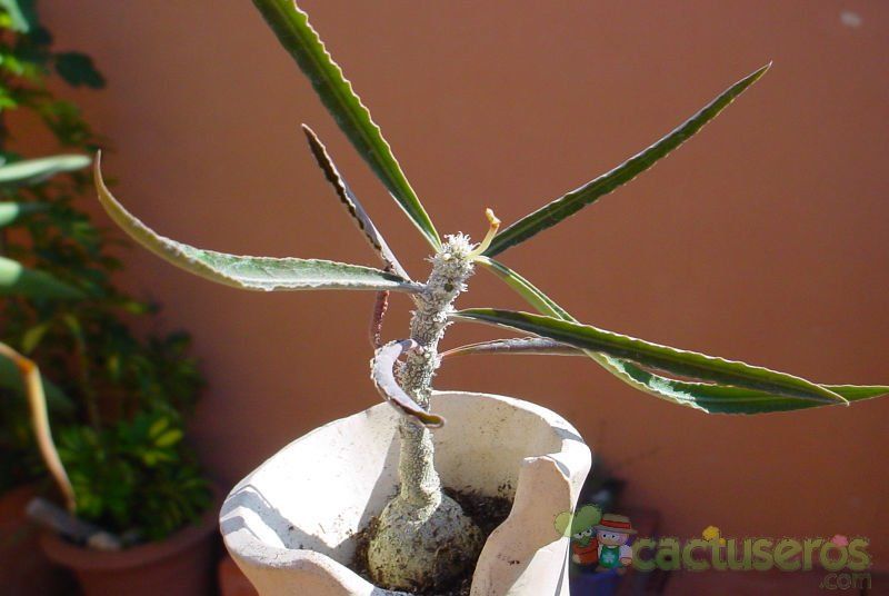 Una foto de Euphorbia waringiae  
