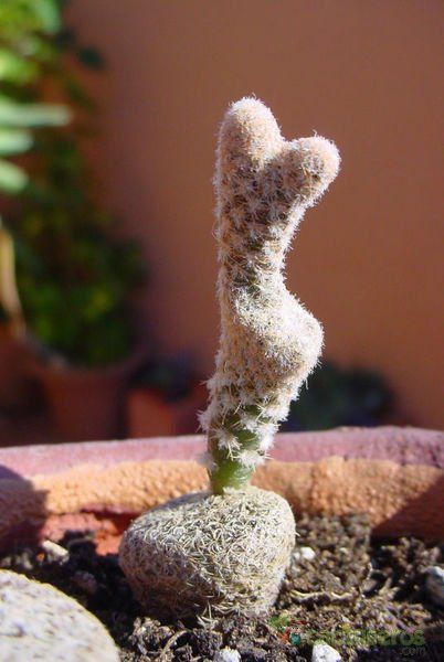 A photo of Puna clavarioides