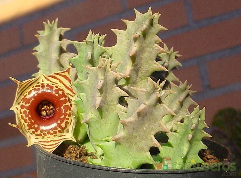 Una foto de Huernia zebrina