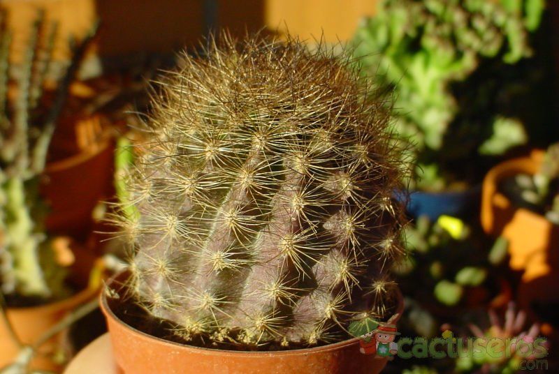 A photo of Eriosyce villosa