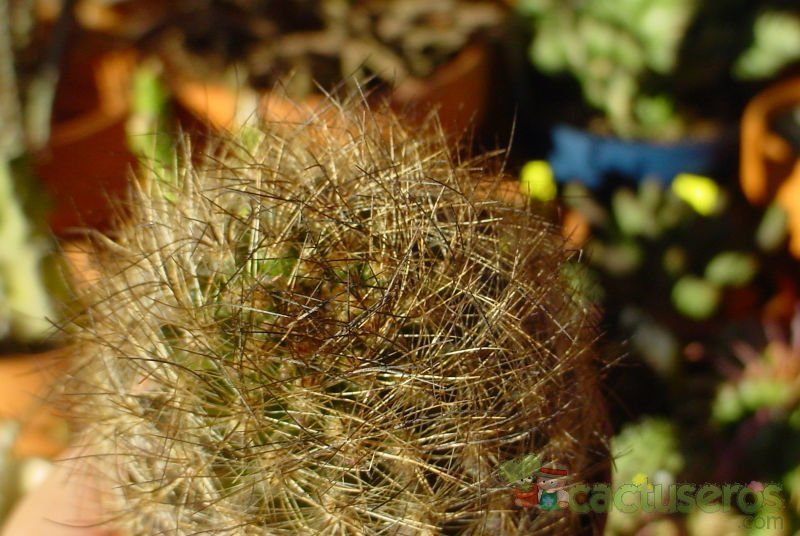 A photo of Eriosyce villosa