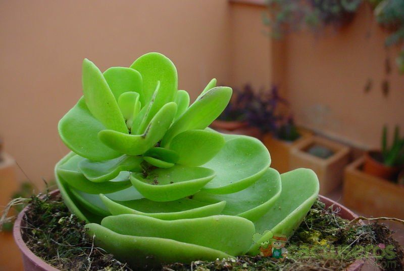 A photo of Portulaca molokiniensis