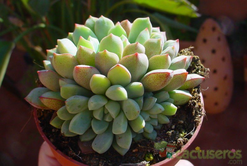 A photo of Echeveria subcorymbosa  