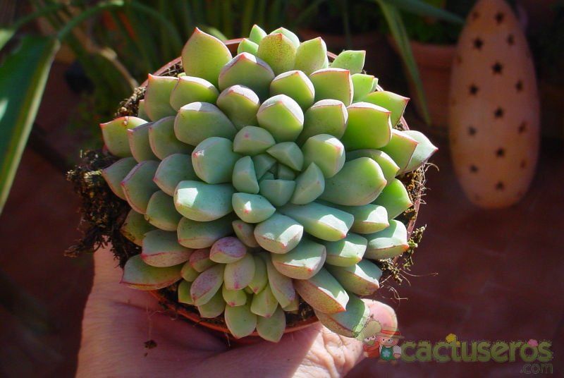 A photo of Echeveria subcorymbosa  