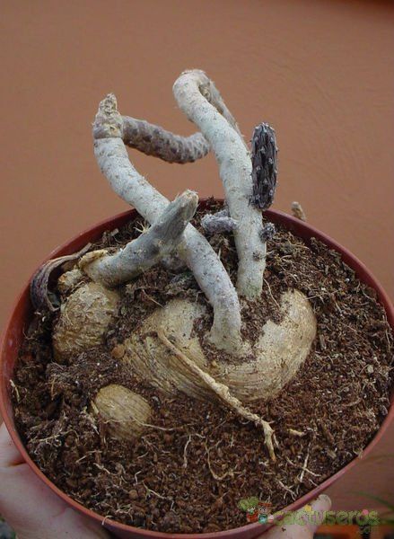 A photo of Pterocactus tuberosus