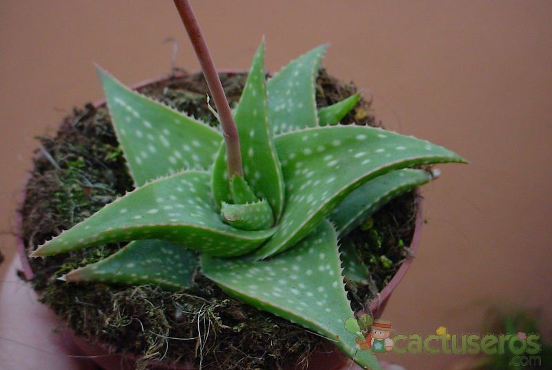 A photo of Aloe cv. Cha-cha (Aloe jucunda x Aloe descoingsii) x (Aloe parvula x Aloe boiteaui)