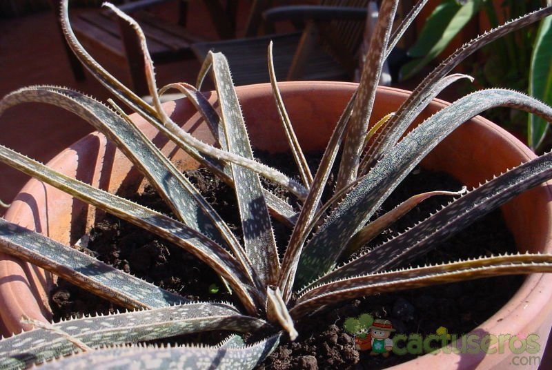A photo of Aloe bellatula  