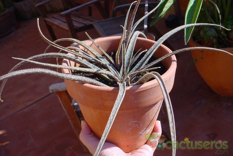 A photo of Aloe bellatula  