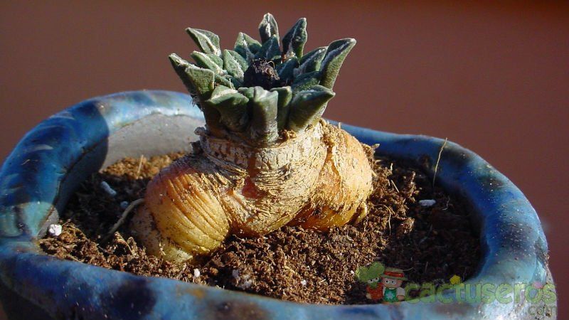 Una foto de Ariocarpus kotschoubeyanus