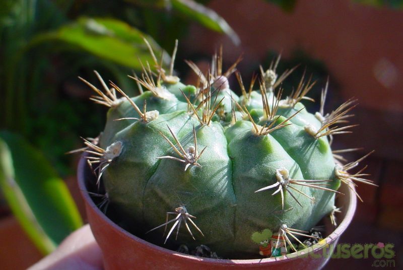 A photo of Gymnocalycium eurypleurum