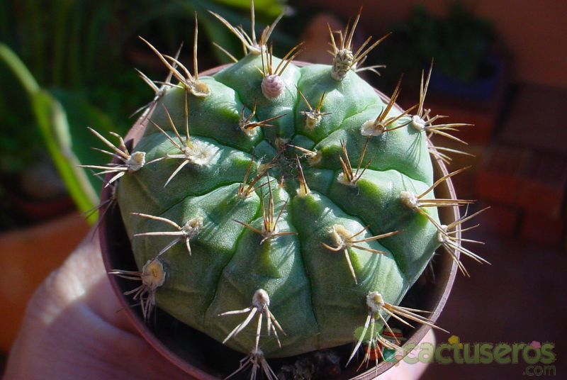 A photo of Gymnocalycium eurypleurum