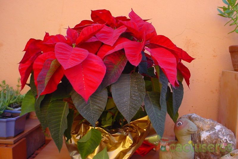 Una foto de Euphorbia pulcherrima