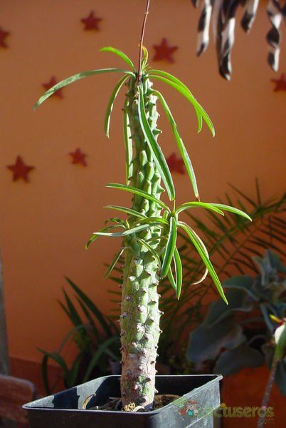 Una foto de Euphorbia clava