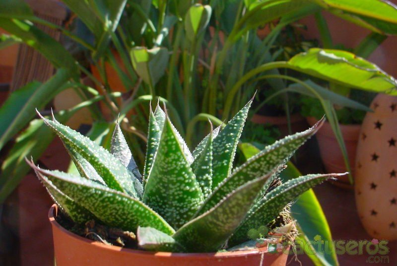 A photo of Gasteraloe Flow