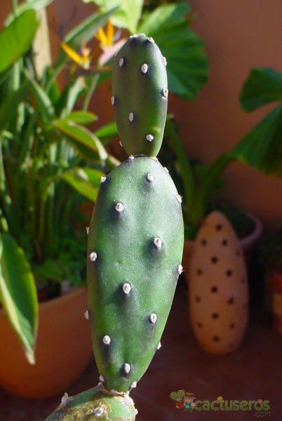 Una foto de Opuntia canterae