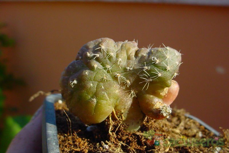 A photo of Echinopsis cv. CHOCOLATE fma. mostruosa