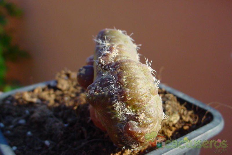 A photo of Echinopsis cv. CHOCOLATE fma. mostruosa