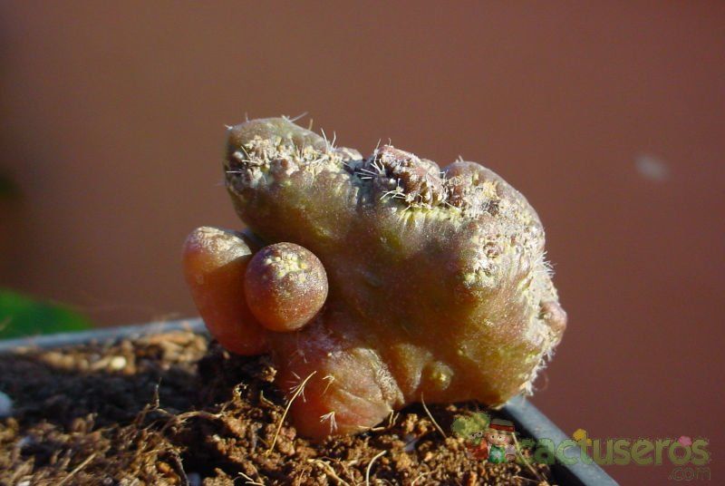 A photo of Echinopsis cv. CHOCOLATE fma. mostruosa