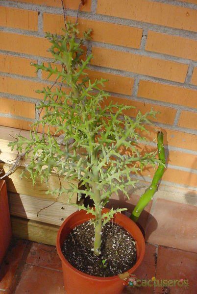 Una foto de Euphorbia stenoclada