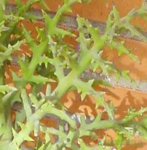 Una foto de Euphorbia stenoclada