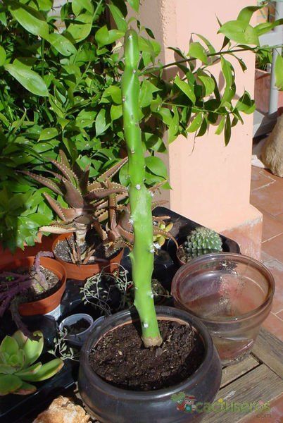 Una foto de Euphorbia caducifolia