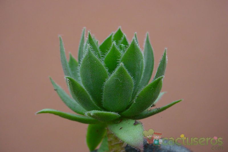 A photo of Sempervivum montanum subsp. stiriacum